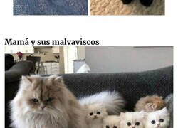 Enlace a De las publicaciones más adorables sobre gatos para alegrarte el día