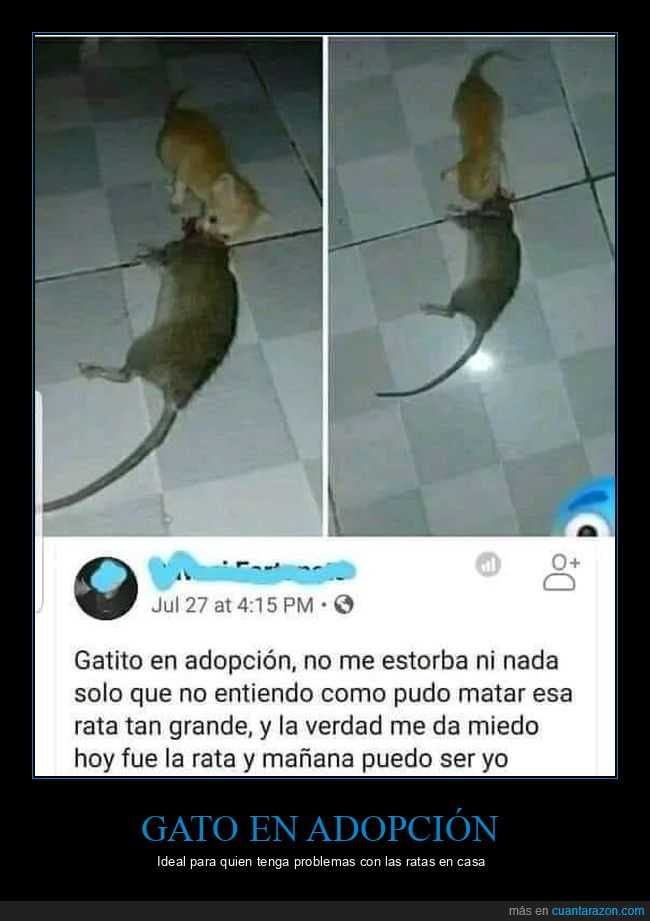 gato,adopción,rata