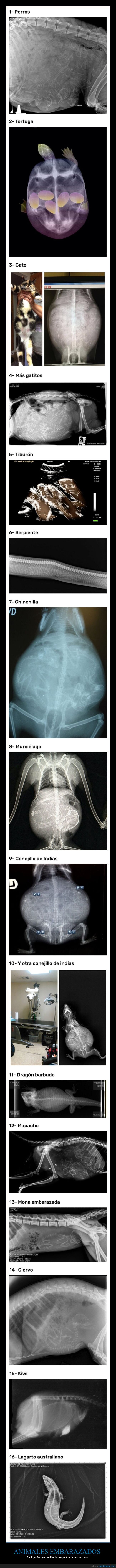 animales,embarazados,radiografías