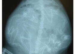 Enlace a Radiografías de animales embarazados que cambian la perspectiva de ver las cosas