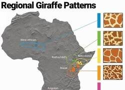 Enlace a Distintos tipos de jirafas