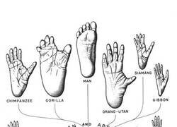 Enlace a Evolución de los pies