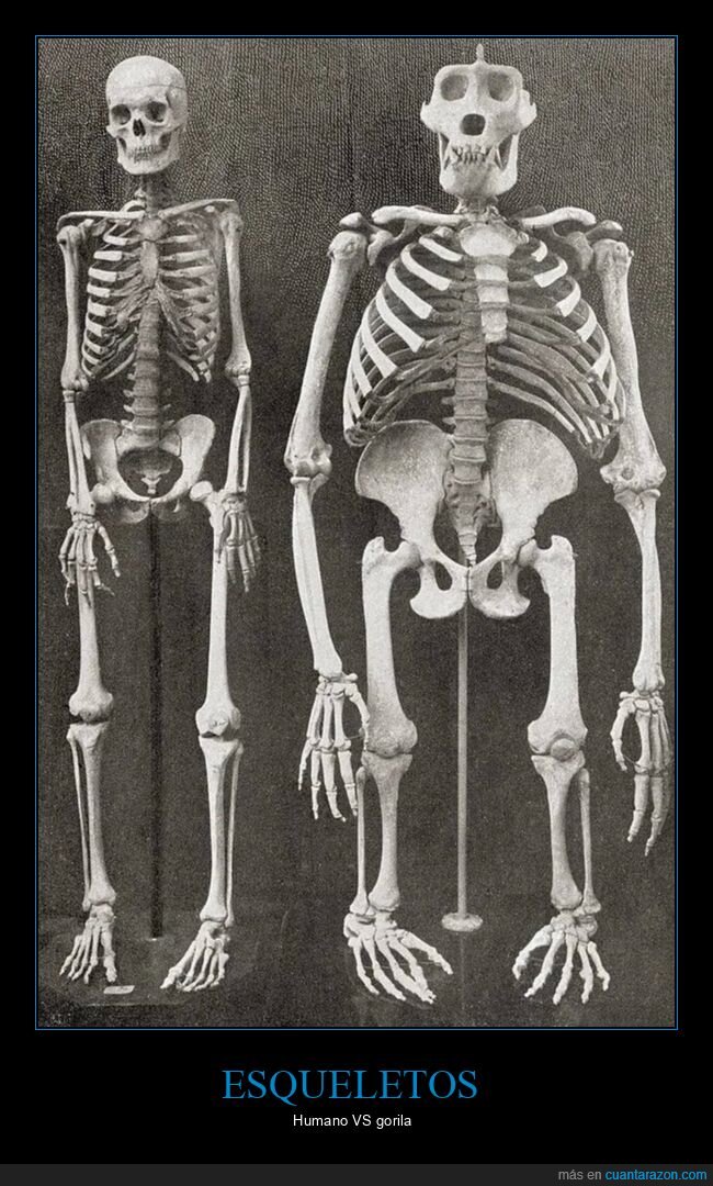 esqueletos,humano,gorila