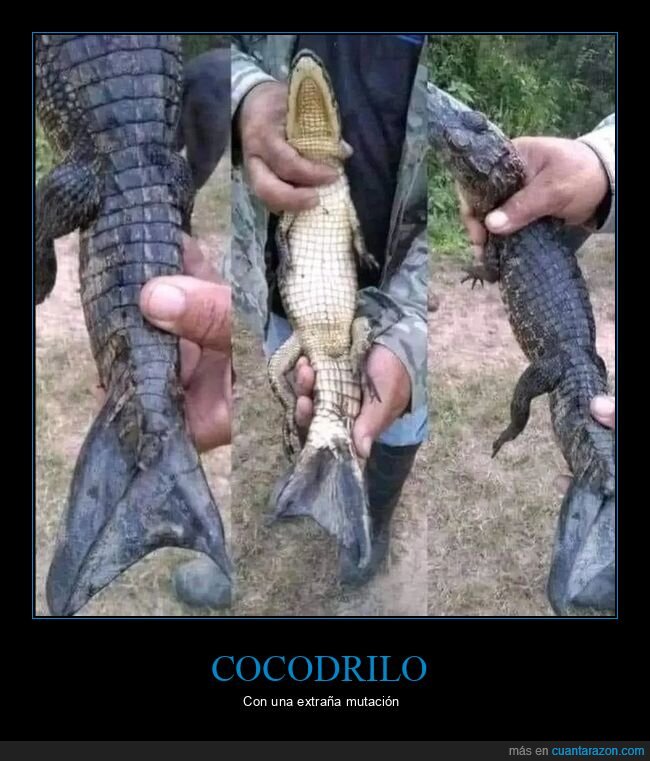 cocodrilo,mutación,cola
