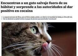 Enlace a El extraño caso del gato drogado
