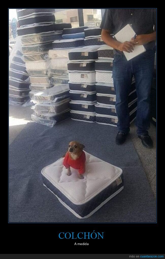 perro,colchón