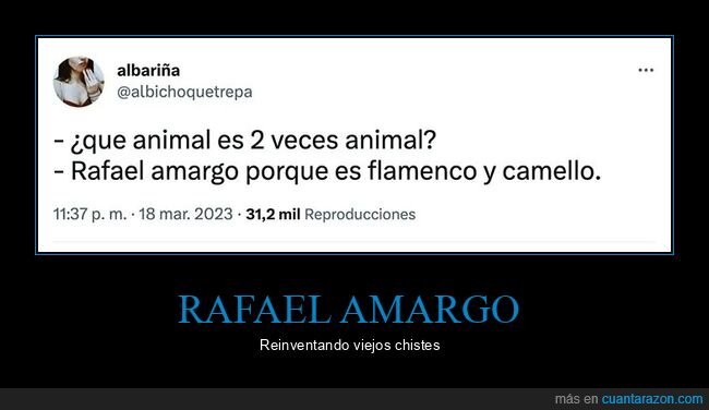 rafael amargo,animal,flamenco,camello