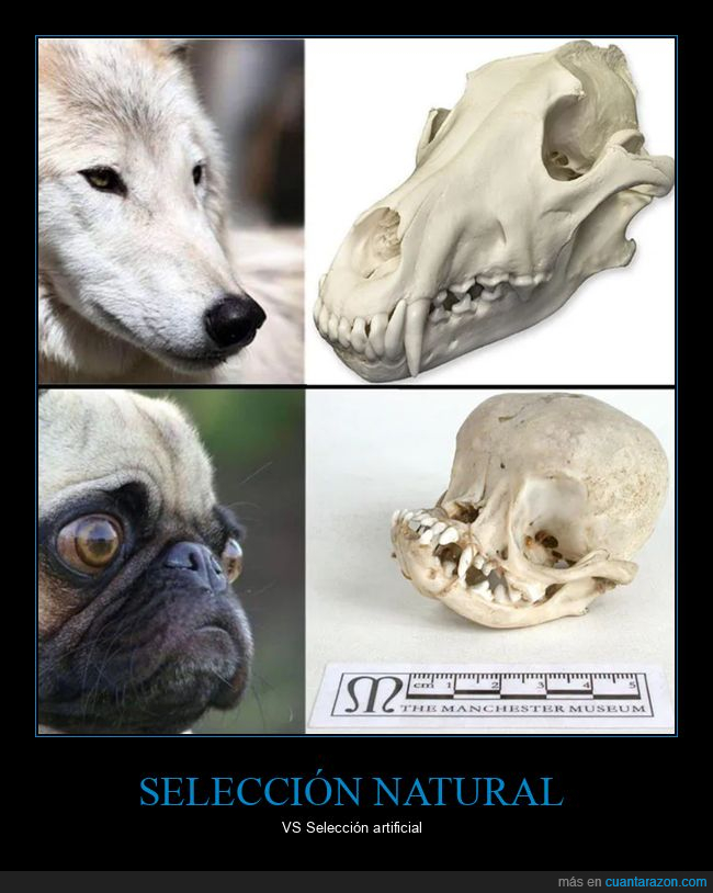carlinos,perros,selección artificial,selección natural