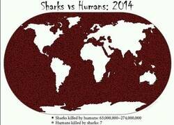 Enlace a Tiburones muertos por humanos VS Humanos muertos por tiburones