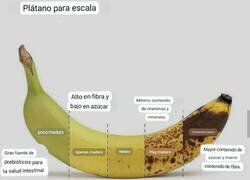 Enlace a Plátanos según su etapa