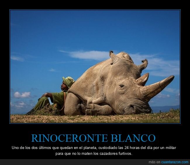 rinoceronte blanco,últimos,custodiado