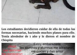Enlace a En este colegio mexicano rescataron a una perrita, y poco después dio a luz a 8 adorables cachorros