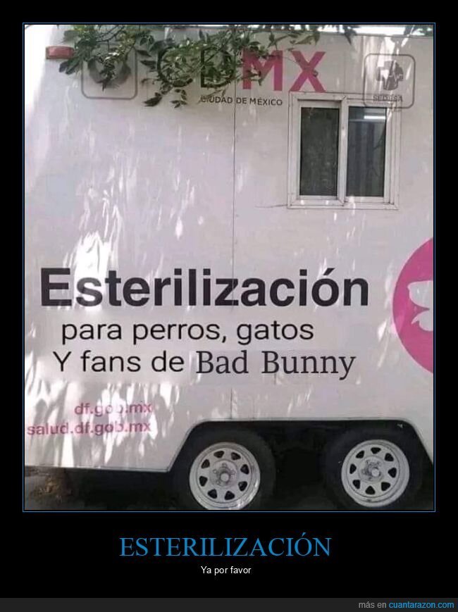 esterilización,perros,gatos,fans,bad bunny