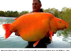 Enlace a Un pescador captura una carpa de más de 30 kilos