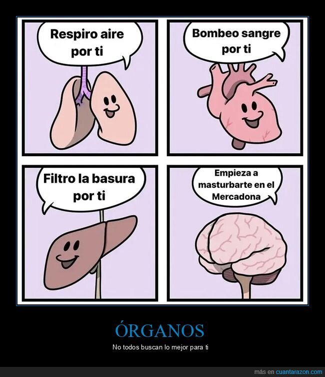 cerebro,órganos