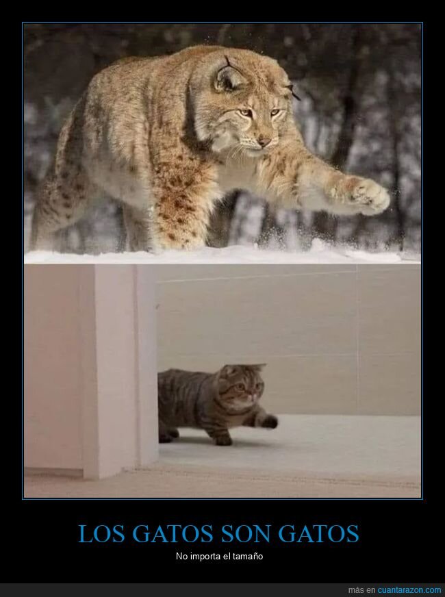 gatos,leopardo de las nieves,parecidos