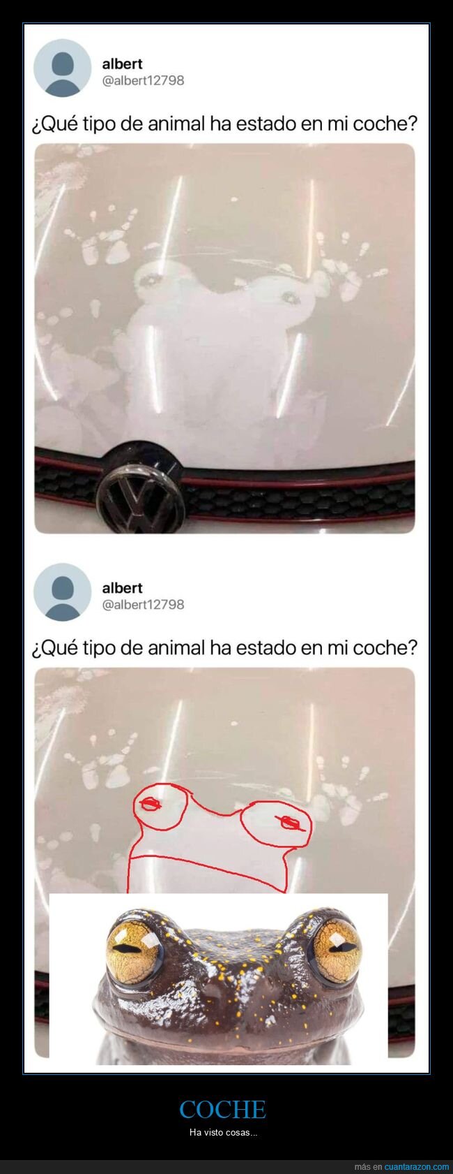 coche,animal,rana