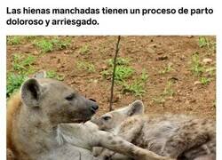 Enlace a ¿Sabías cómo era el parto de una hiena?