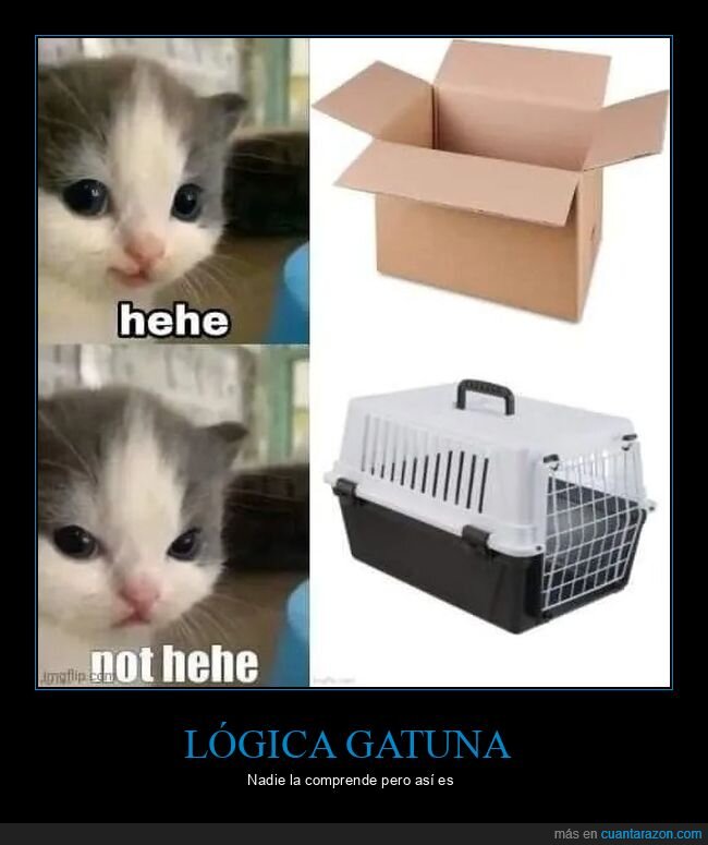 caja,gatos,jaula