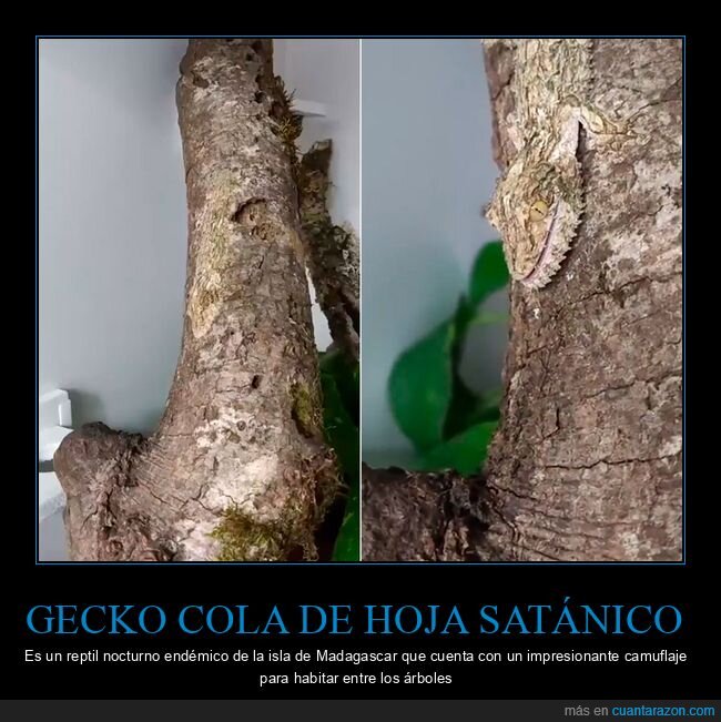 gecko cola de hoja satánico,camuflaje