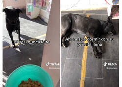 Enlace a Esta mexicana pasa lista de los perros callejeros que la visitan para asegurarse de que ninguno se quede sin comer