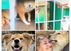 Enlace a Fotos del antes y después de perros luego de ser adoptados