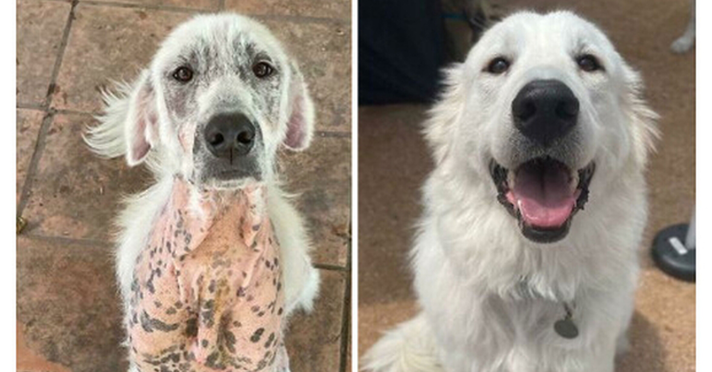 Собаки до и после спасения. Покажи фотографии собак. Человек берет собаку из приюта. Сменить собаку. Измени мою собаку.