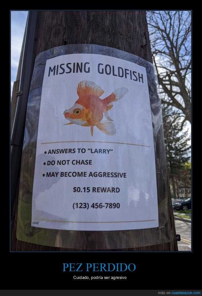 pez,perdido,cartel