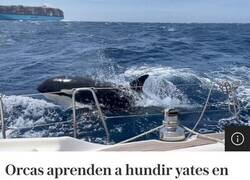 Enlace a Estas orcas saben lo que hacen