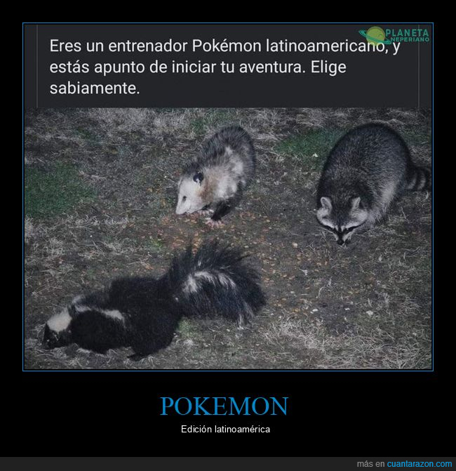 elegir,mapache,mofeta,pokemon,zarigüeya