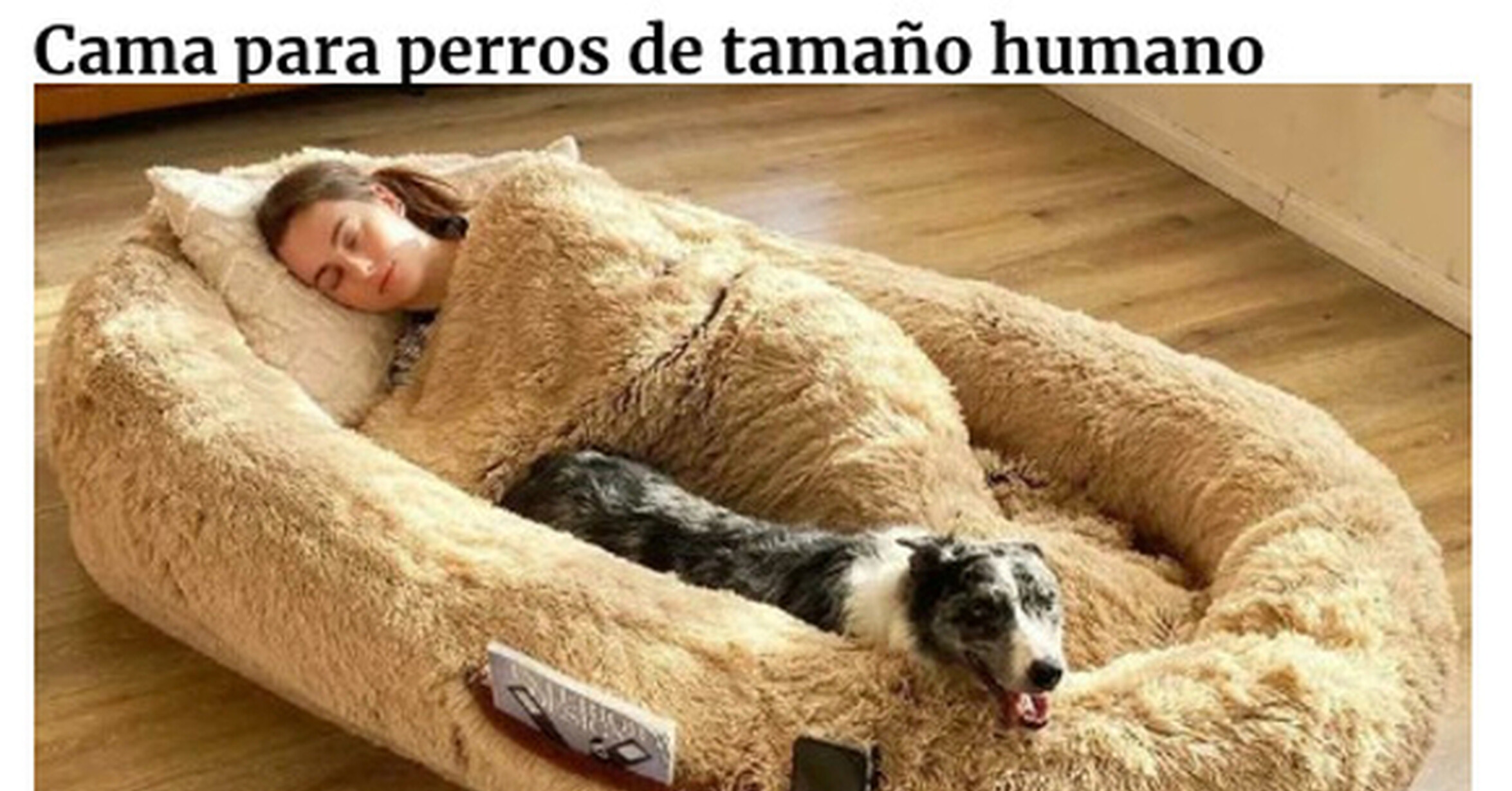 Смешные кровати для собак