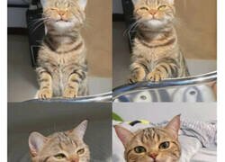 Enlace a Divertidos memes de gatos para alegrarte el día