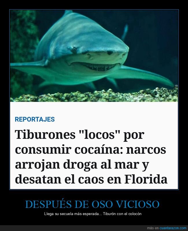 coca,locos,mar,narcos,tiburones
