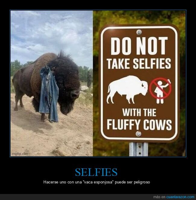bisonte,carteles,fails,ropa,selfies