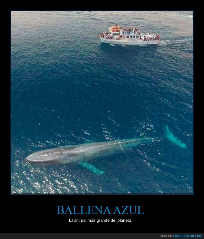 ballena azul,mar,grande,tamaño