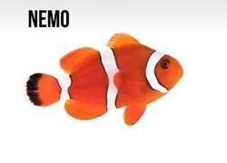 Enlace a Nemo y emo