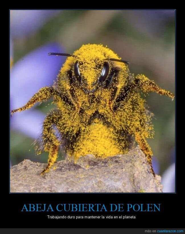 abeja,polen,cubierta
