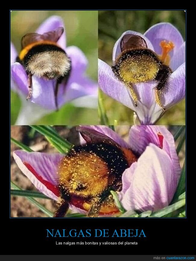 abeja,polen,patas