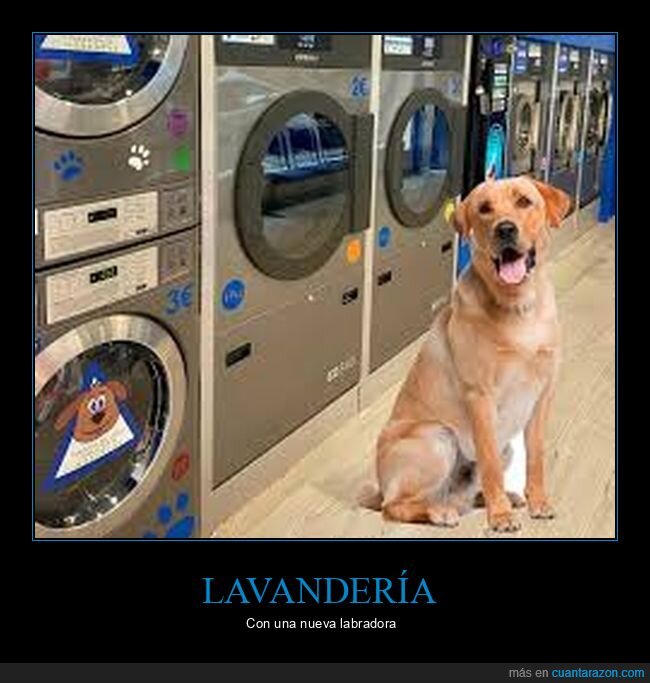 perro,labrador,lavadora,lavandería