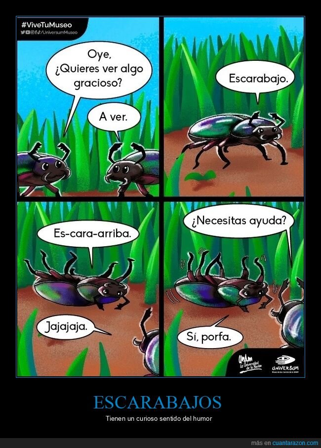 escarabajo,escararriba,ayuda