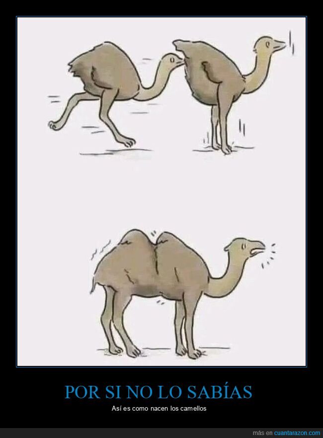 avestruces,camello