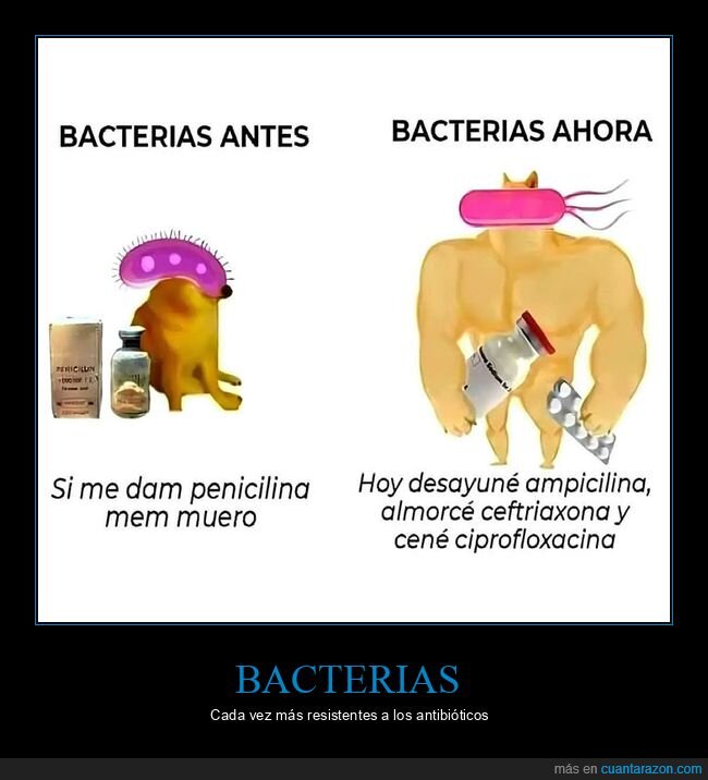 ahora,antes,antibióticos,bacterias