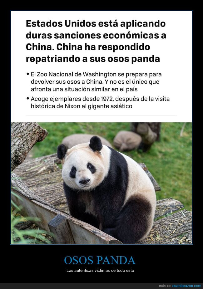china,eeuu,osos panda,repatriando