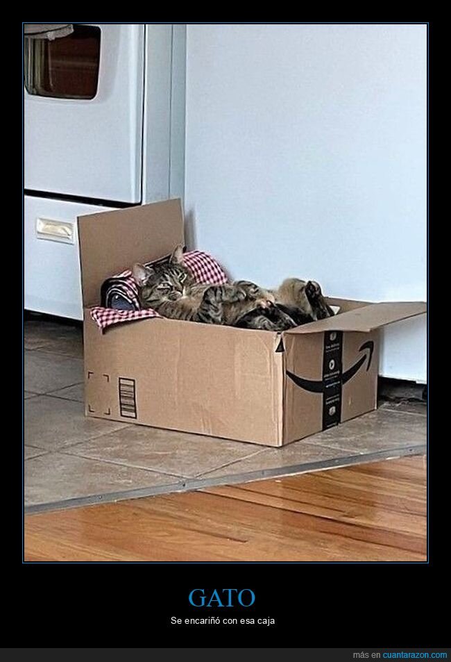 gato,caja,cama