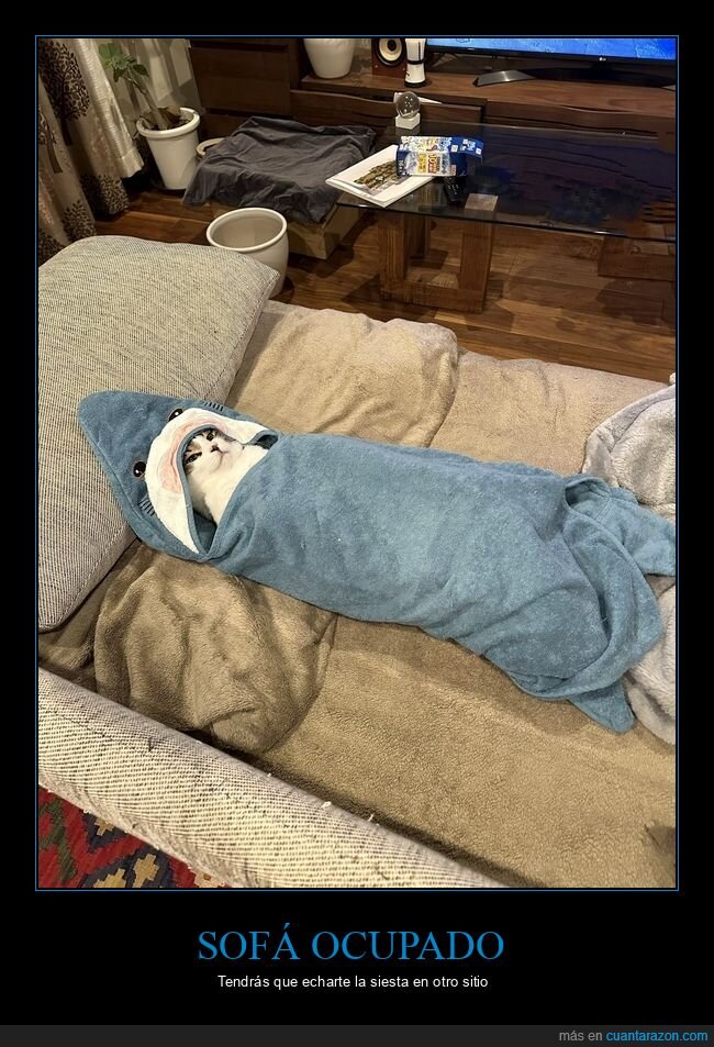 gato,sofá,tiburón,manta
