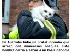 Enlace a Imágenes de bomberos rescatando a animales que enternecerán tu corazón