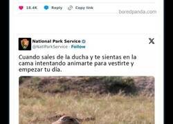 Enlace a El Servicio de Parques Nacionales de los Estados Unidos tiene la persona perfecta para las redes sociales y sus tuits lo demuestran