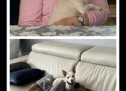 Enlace a Una mujer de 100 años adopta a un perro de 11 años que nadie quería