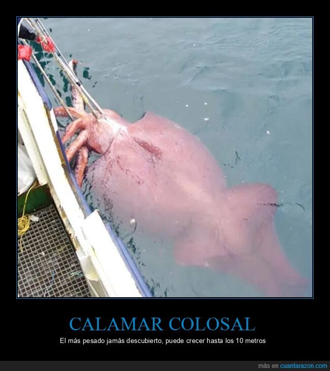 calamar colosal,curiosidades
