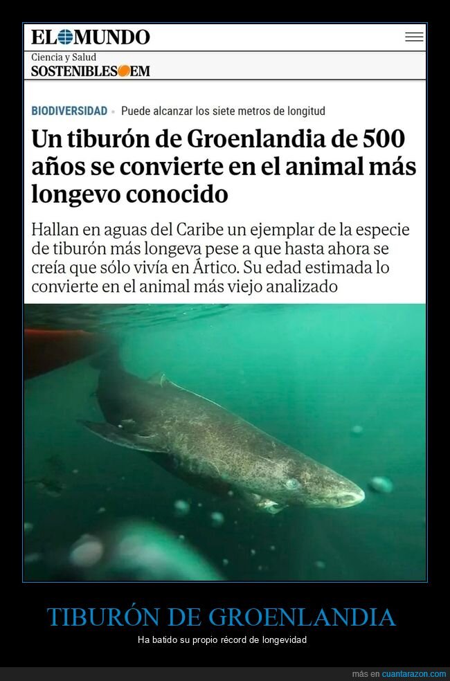 tiburón de groenlandia,500 años,longevo
